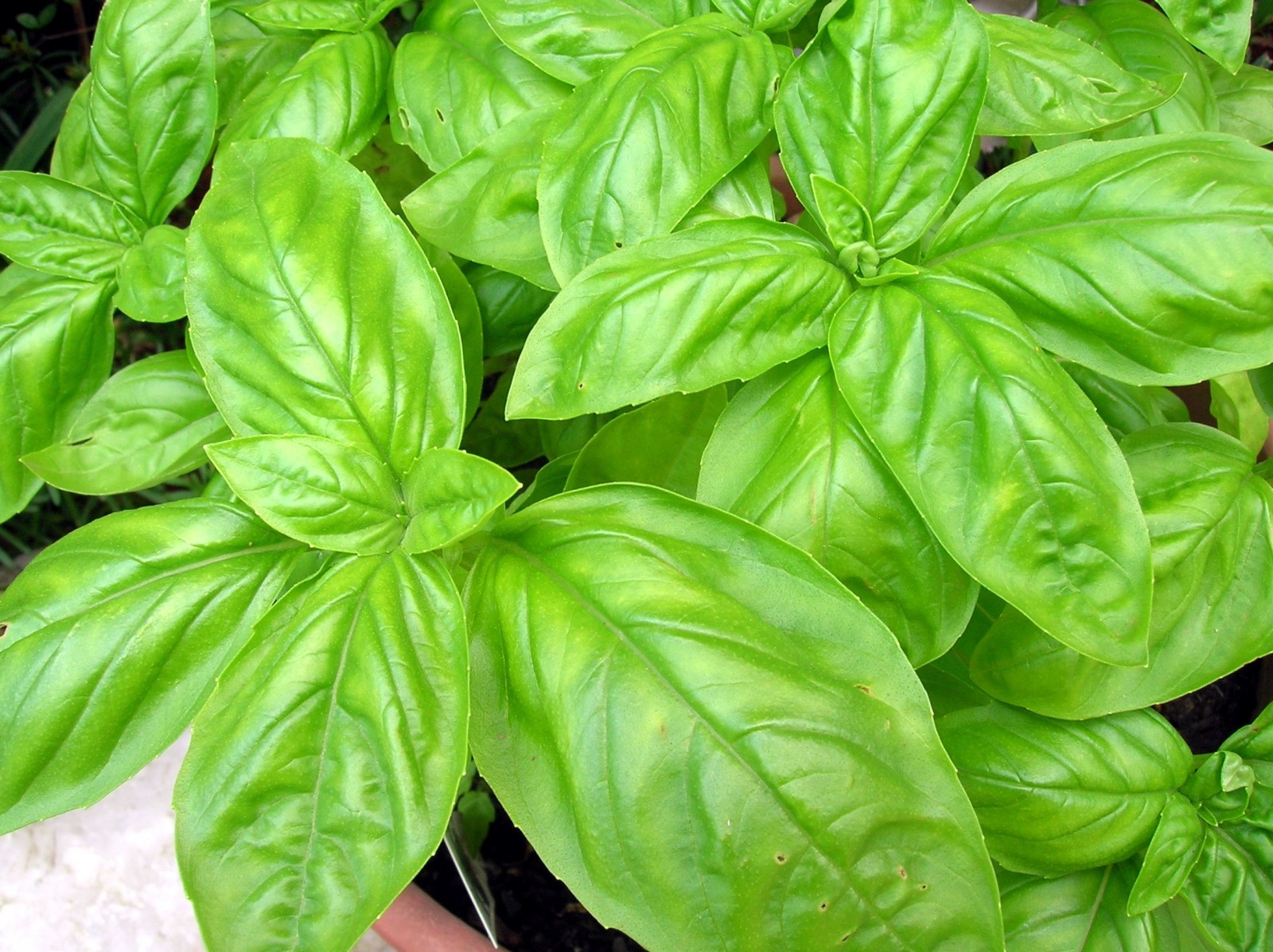 basil