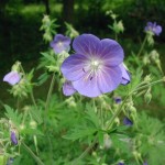 Geranium The Trent
