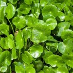 Gotu Kola The Trent
