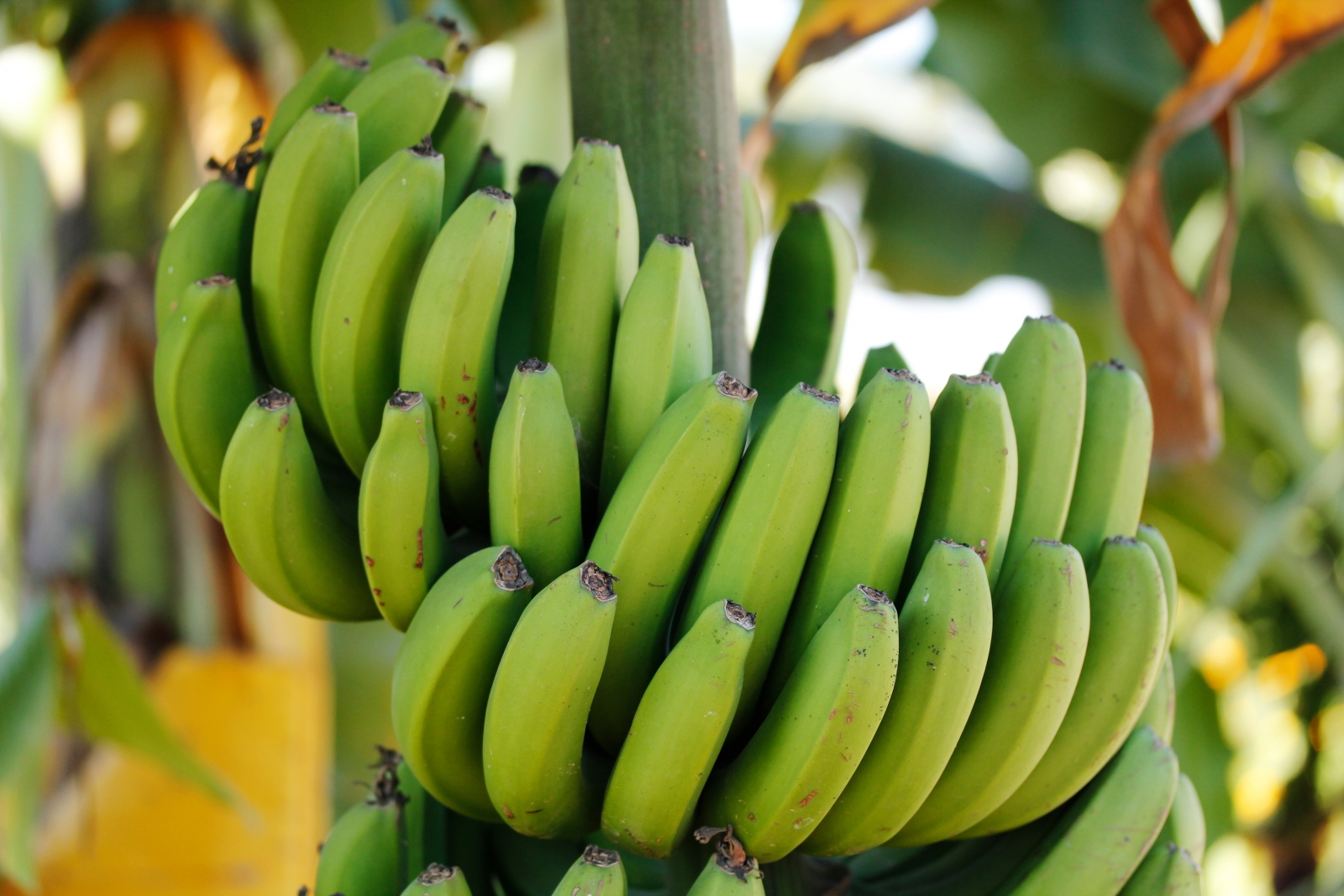 Unripe punch of banana