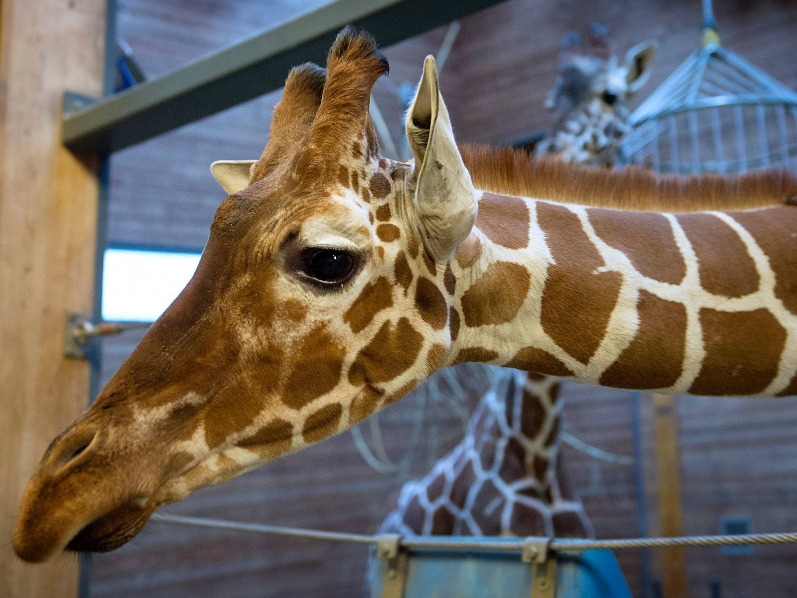 Marius the giraffe before he was euthanized (Photo Credit: AFP/Getty)