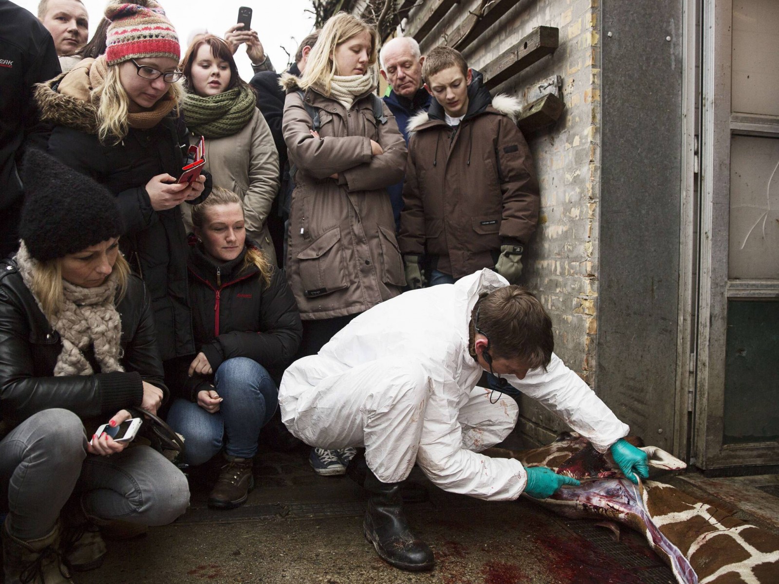 A vet skins Marius in front of a crowd at Copenhagen zoo (Photo Credit: AFP/Getty Images)