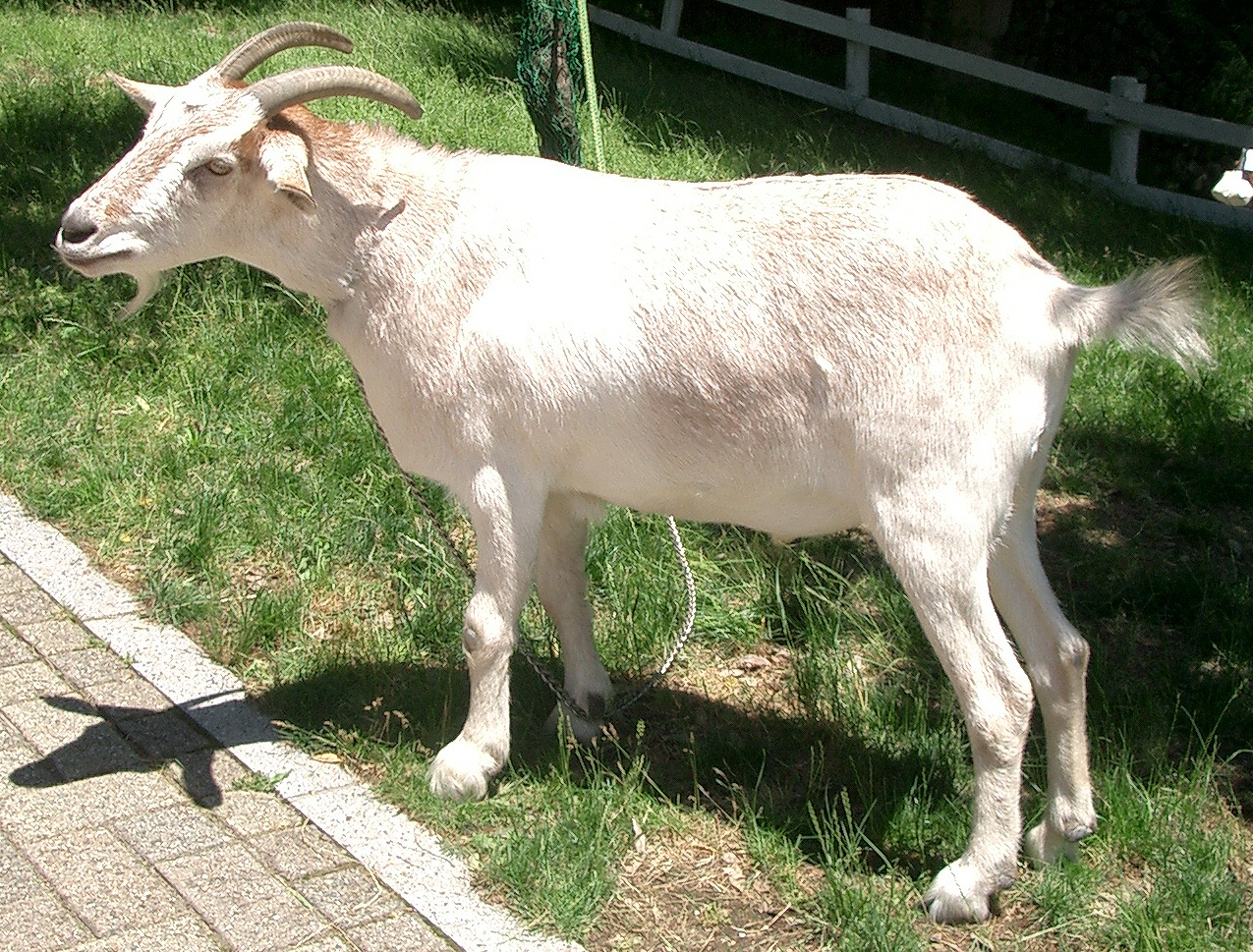 goat goats legs