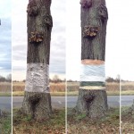 potd-tree-3_2862533k