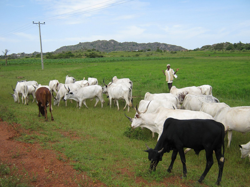 Fulani herdsmen, Cattle colony