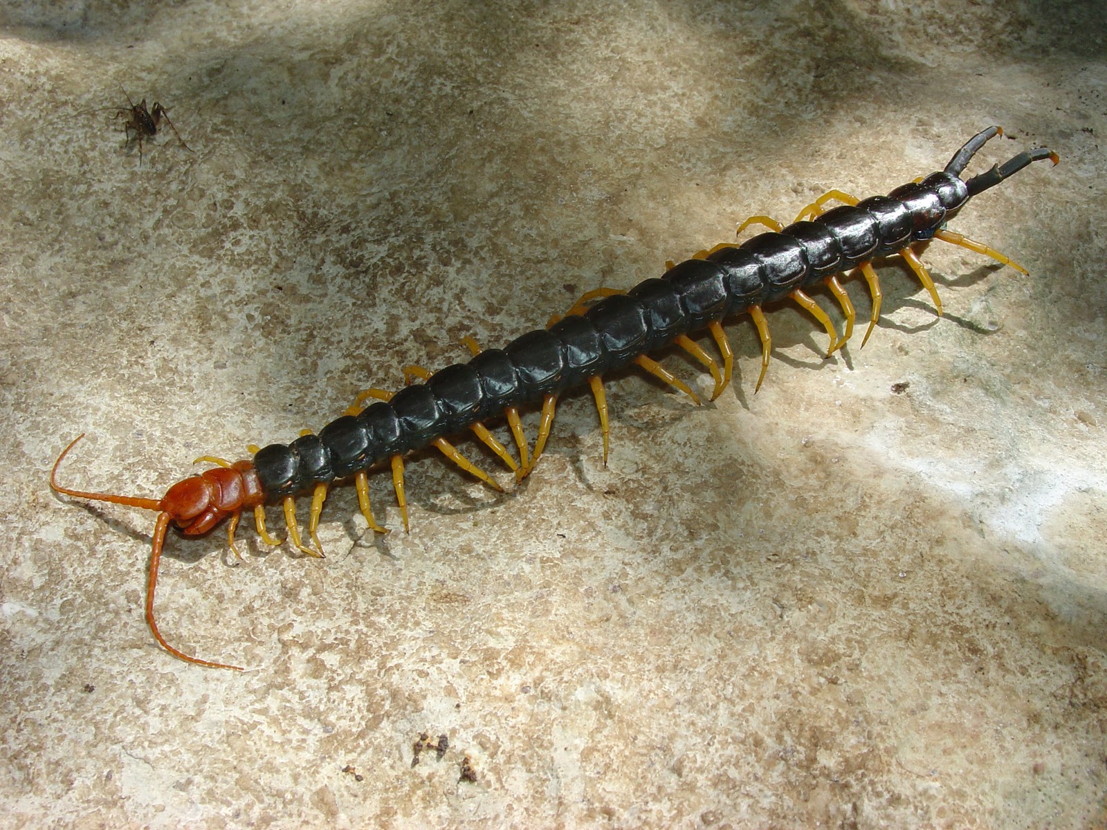 red headed centipede swallows