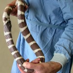 A hungry king snake saw something move and went for. Once it started eating there was no way back for the victim. . .  or was there. Luckily the unnamed owner saw that the snake had taken its own tale for a meal and rushed him to Vet Rob Reynolds for help