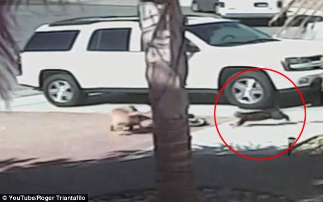 To the rescue! Tara runs towards her owner as Scrappy shakes him. The dog was euthanized after continuing to show aggression during a 10-day assessment