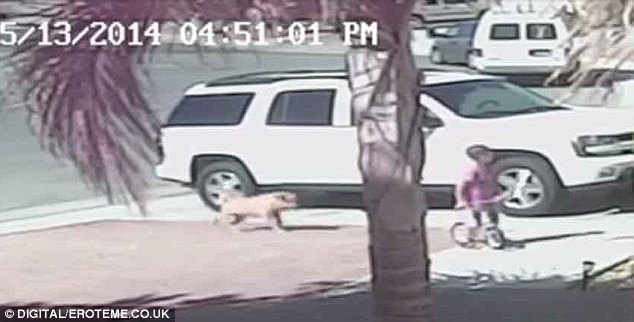 Lurking: Jeremy Triantafilo was outside his family's home when Scrappy the dog escaped and ran towards him. The Labrador-Chow mix has since been destroyed at nearby at Bakersfield animal shelter