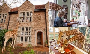 Giraffe Manor - The Trent