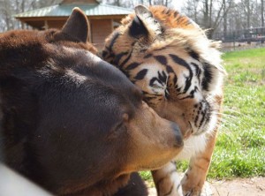 tiger and bear 0 The trent