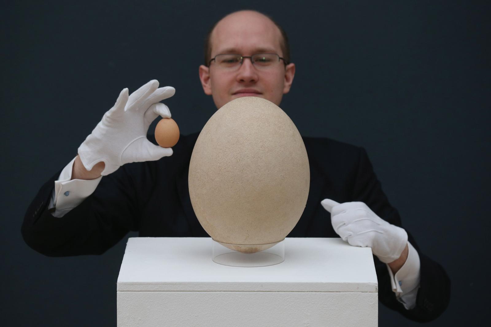 world's biggest egg