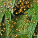 baby-spiders-1024×768