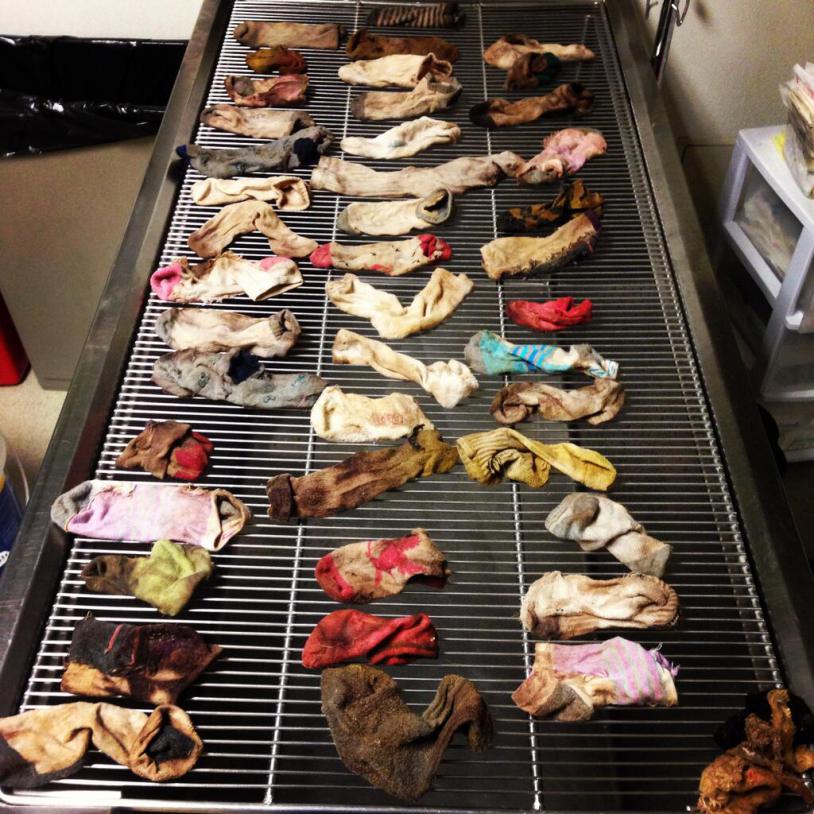 This Feb. 2014 photo provided by DoveLewis Emergency Animal Hospital shows socks that were removed from a dogs stomach in Portland, Ore. A 3-year-old Great Dane was miserable, retching and vomiting, when his owners rushed him to DoveLewis Emergency Animal Hospital. X-rays showed a stomach full of what was described as "a large quantity of foreign material." Nearly two hours of surgery later, Dr. Ashley Magee said the dog had consumed 43 ½ socks. DoveLewis Emergency Animal Hospital spokeswoman Shawna Harch says it's perhaps the strangest case in the hospital's history. (Photo Credit: AP/DoveLewis Emergency Animal Hospital)