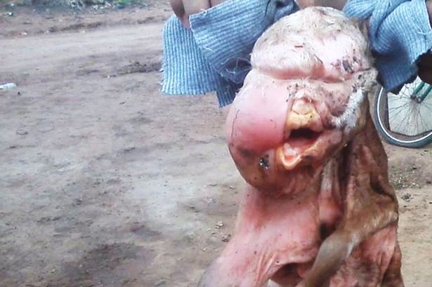 The alleged 'human head' goat (Photo Credit: CEN)
