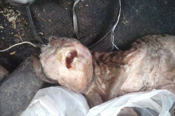 The alleged 'human head' goat (Photo Credit: CEN)