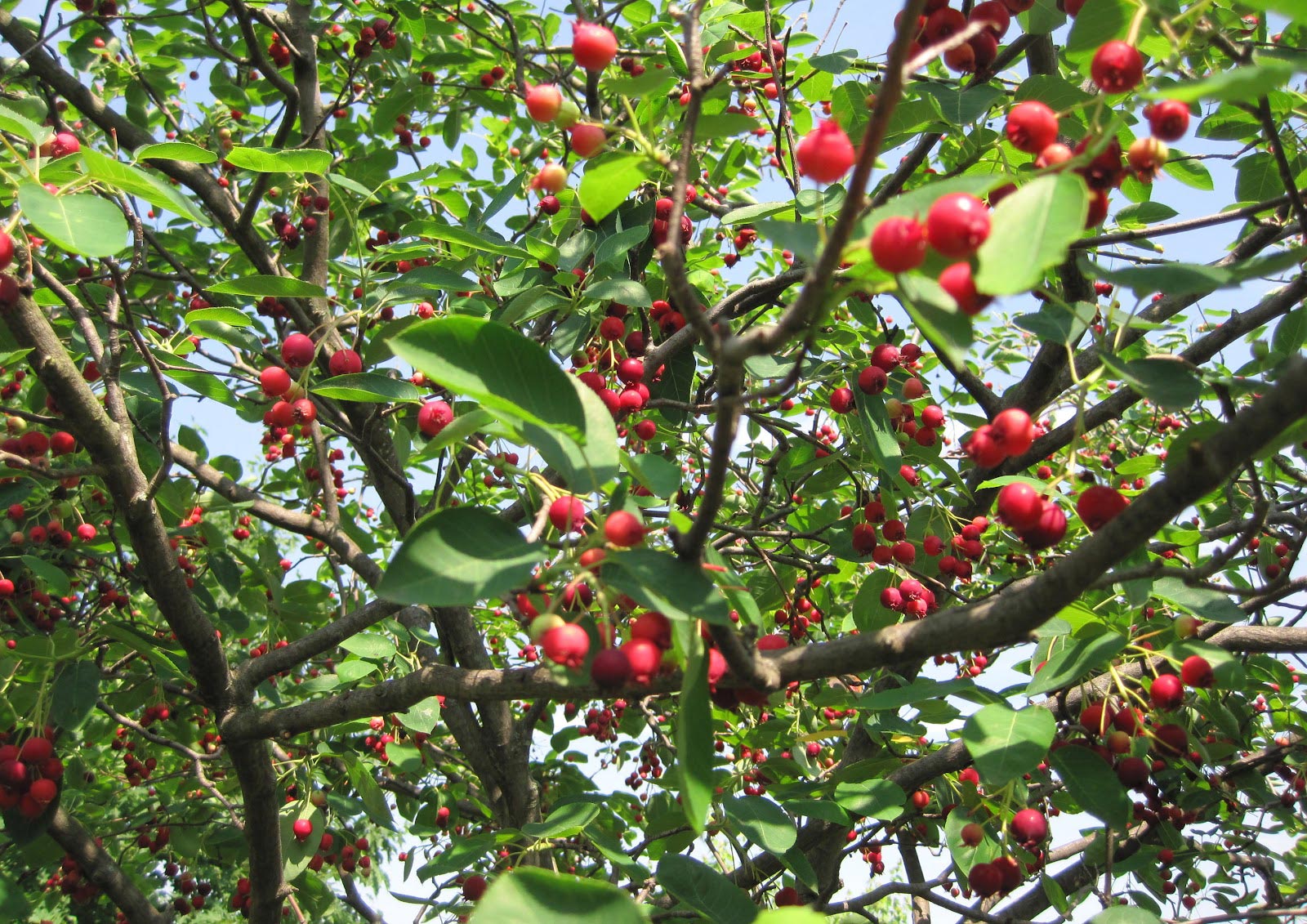 Serviceberry_Fruit