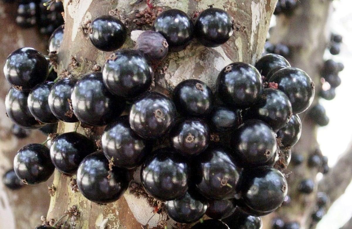 jaboticaba-hibrida-mudas-de-90cm-r-4950-frete_MLB-F-3754383826_012013