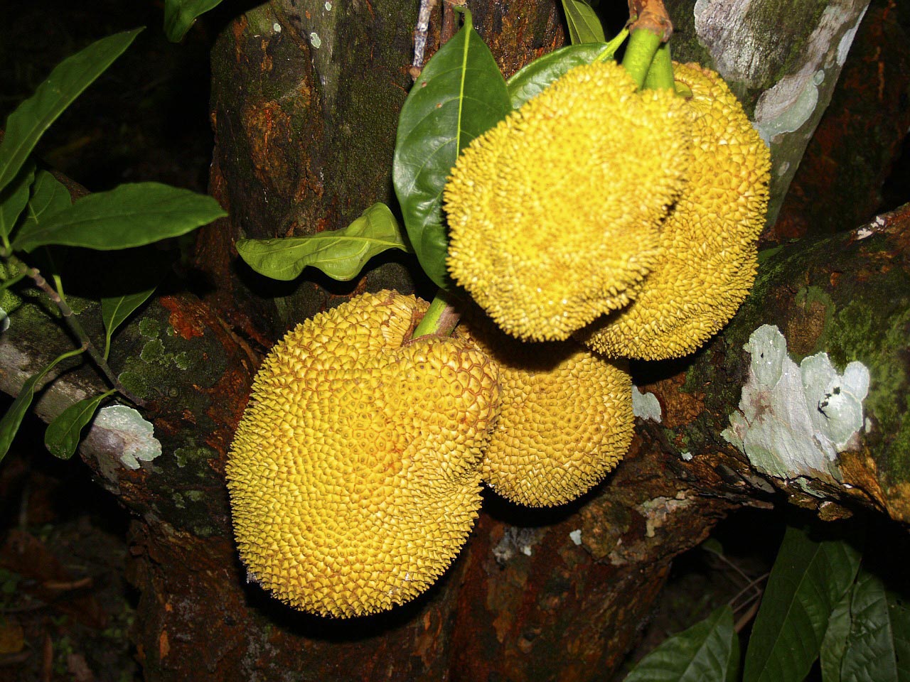 jackfruit-tree-51316_1280