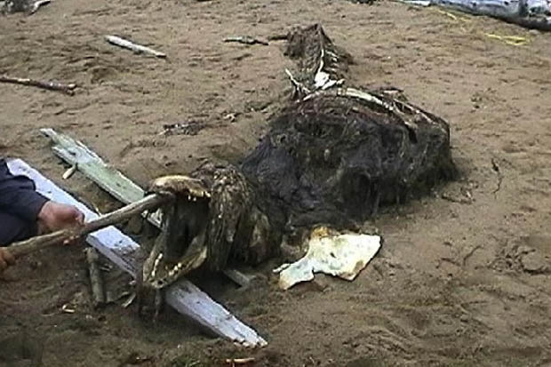 The huge skeleton was found washed up on the Sakhalin shoreline, at the most eastern part of Russia. (RSS/ExclusivePix Media)