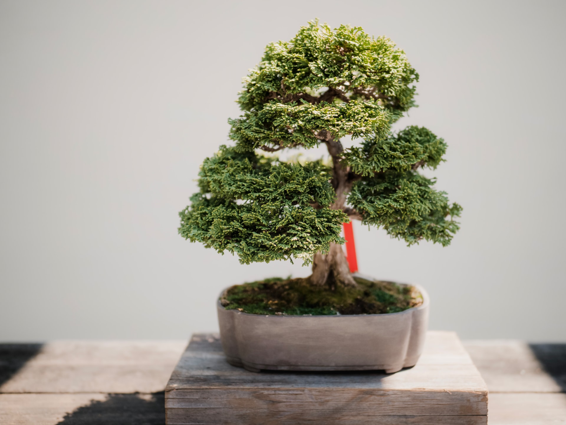 bonsai tree