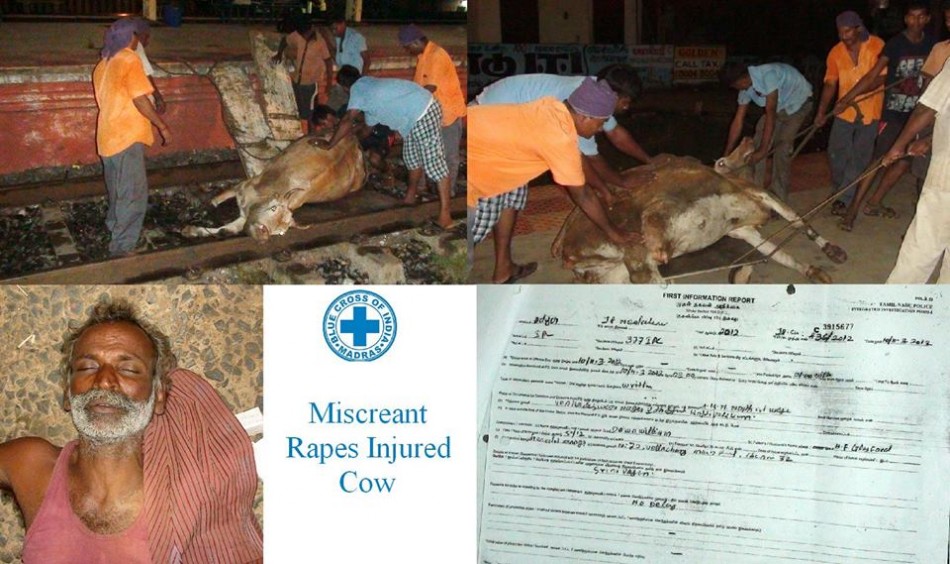 The scene where an Indian man simply identified as Muthu raped an injured cow beside train tracks using coconut oil as lubricant. (Photo Credit: Ibtimes)