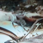 Jos tragedy4- The Trent