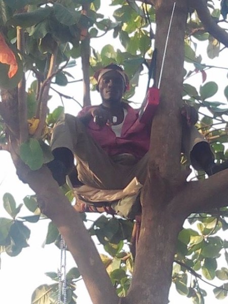 A man identified as Mallam Kaura has reportedly climbed a tree in Kantoma, Kurgwi, Quan pan Local government area of Plateau State since Friday, May 22, 2015 and has sworn not to come down until a new government is sworn in.(Photo Credit: Facebook)
