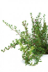 Thyme_v_20nov12_rex_b_426x639