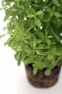 oregano_gl_10nov10_rex_b_426x639