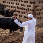 Muhammadu Buhari in his farm in Daura waving to his cows (State House Photos)