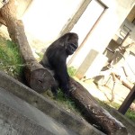 Gorilla1