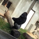 Gorilla3