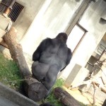 Gorilla4