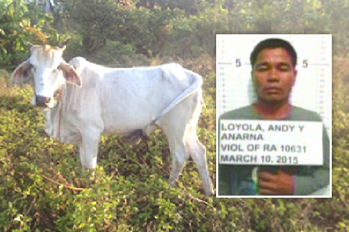 Serial animal rapist, Andy Loyola impregnates farmer's cow after it went missing in Philippines. (Photo Credit: Eric Dastas, DZMM)