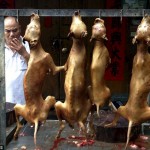 dog meat festival4