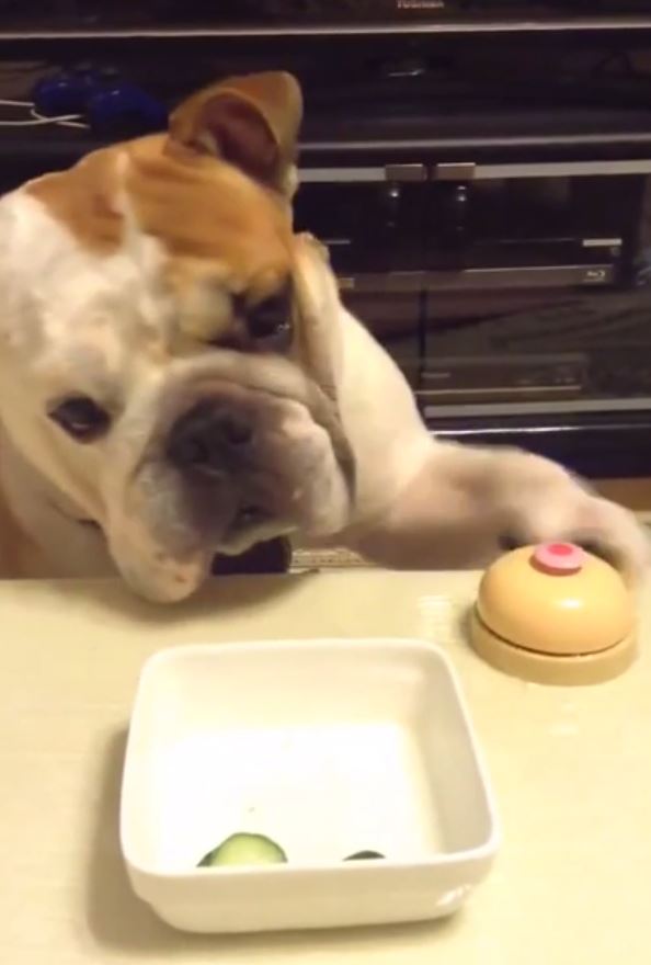 Dog presses bell until food is served. (Photo Credit: Youtube)
