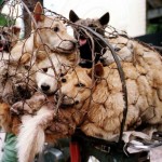 yulin-dog-meat-festival