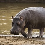 Hippopotamus – The Trent