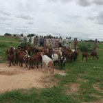 fulani herdsmen rustlers rustling cows cattle army