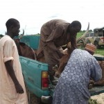 fulani herdsmen rustlers rustling cows cattle army