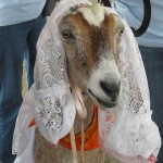 Goat Bride- The Trent
