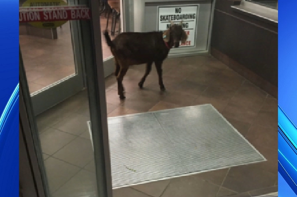 Stubborn goat named Goliath, has landed in police net after it refused to leave a restaurant despite several efforts to walk it out of the place in Canada | WWWN