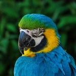 parrot-320006_1280