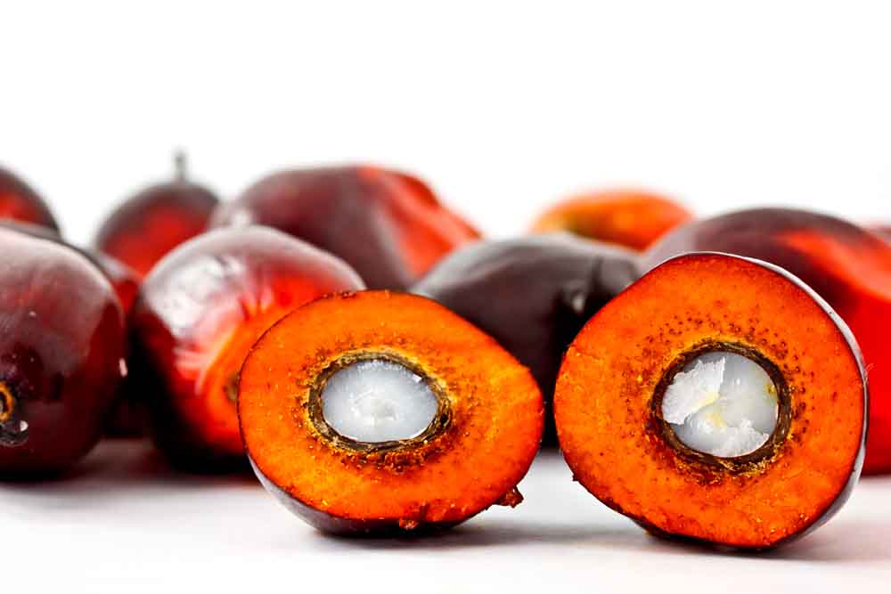 Palm Kernels