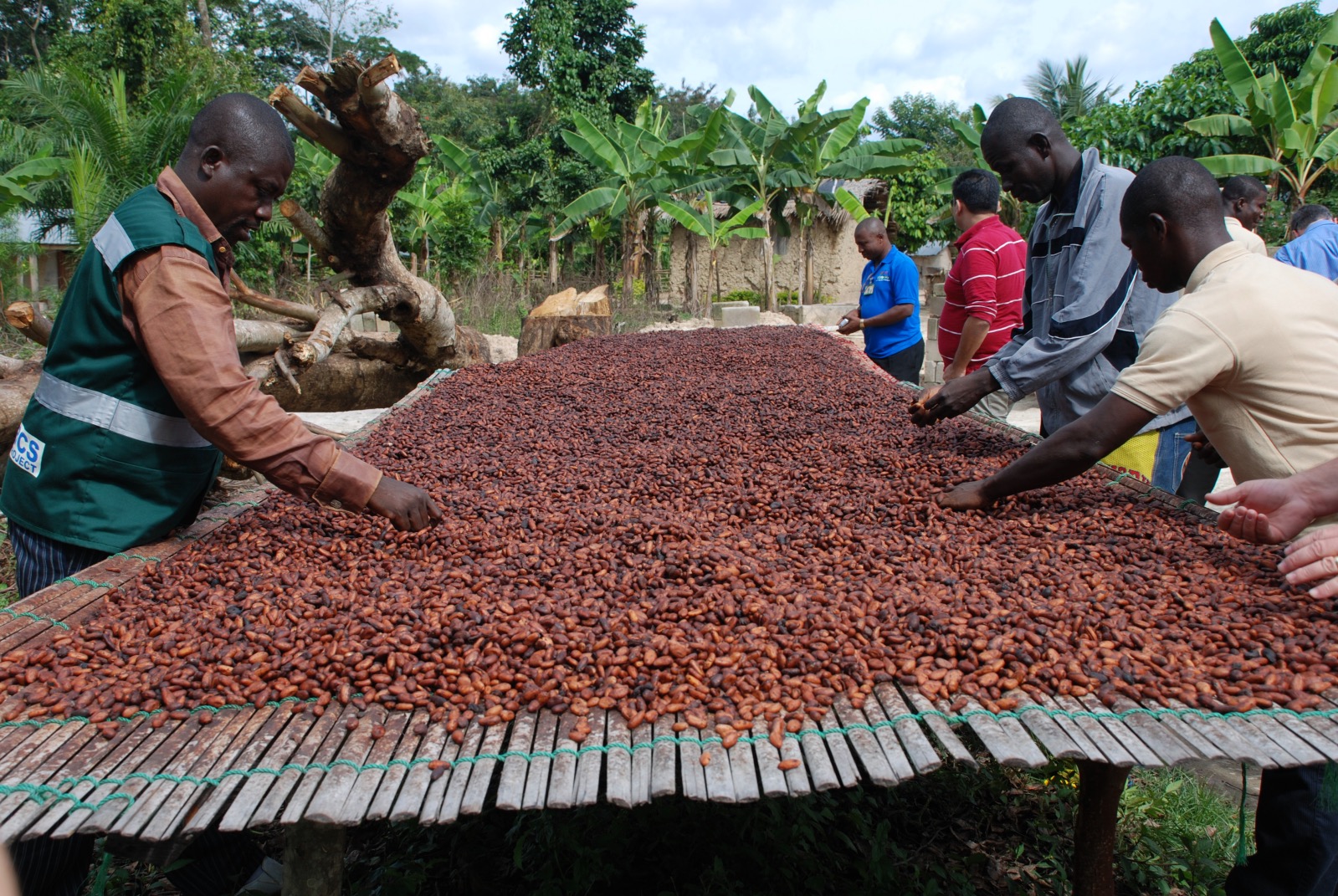 chocolate cocoa