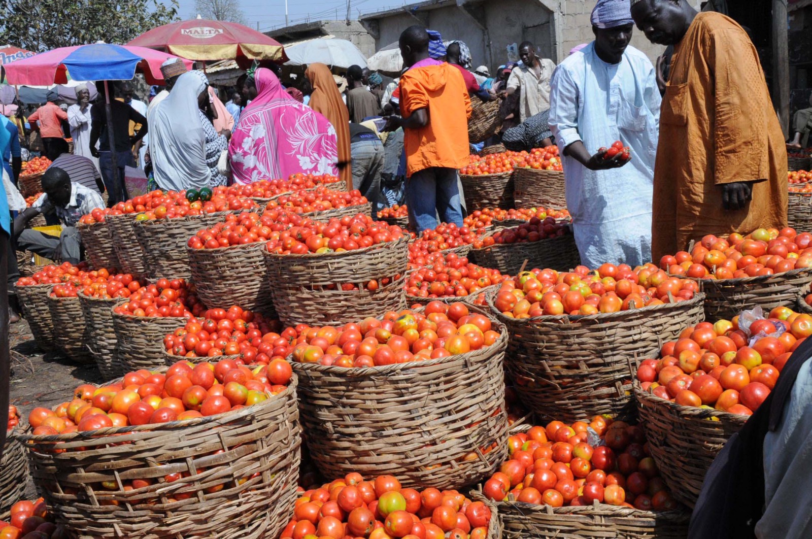Africa Tomato Food inflation