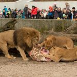 lions-copenhagen-zoo-giraffe_Fotor