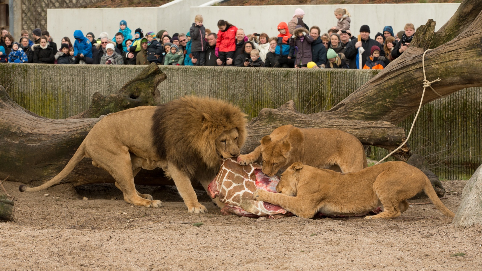 lions