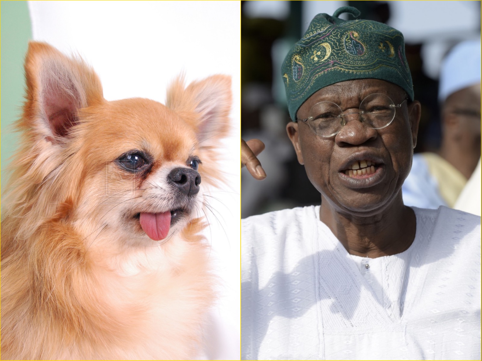 Lai Mohammed Dog